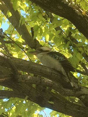 Kookaburra